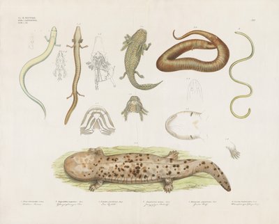  - Anstalt Arnz & Co.