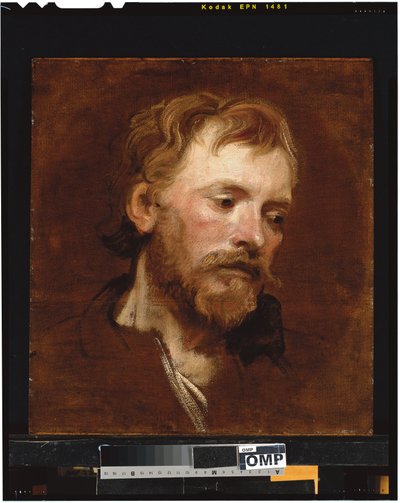 Un homme barbu, une étude - Anthony van Dyck