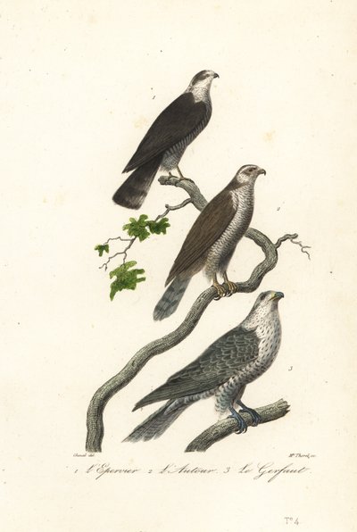 Épervier, autour et faucon gerfaut - Antoine (after) Chazal