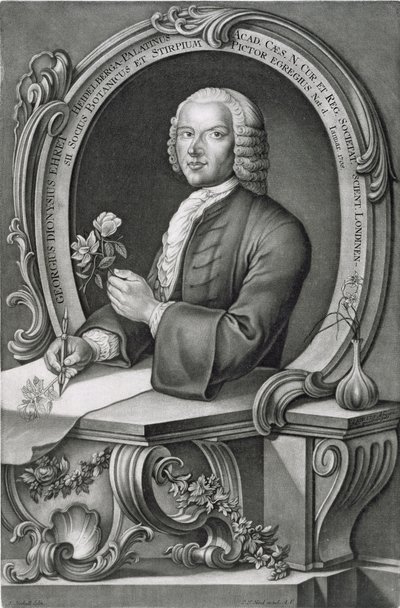 Portrait de Georg Dionysius Ehret, gravé par Johann Jakob Haid - Anton Heckel