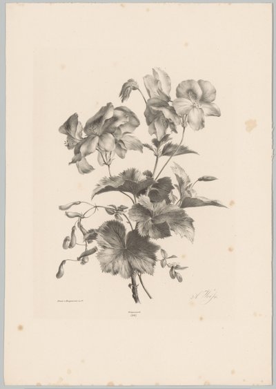 Fleurs diverses (Bloem en Fruit Studien, 10e aflevering) - Anton Weiss