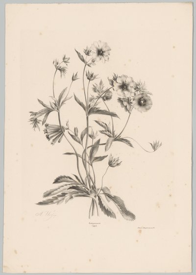 Fleurs diverses - Anton Weiss