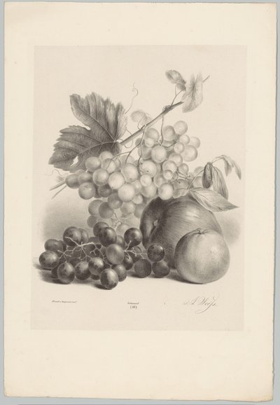 Raisins rouges et blancs et pommes (série: Études de fleurs et de fruits, 10e livraison) - Anton Weiss