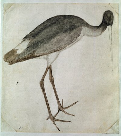 Une cigogne noire debout, tournée vers la droite. Dessin par Antonio di Puccio Pisano dit Pisanello - Antonio Pisanello