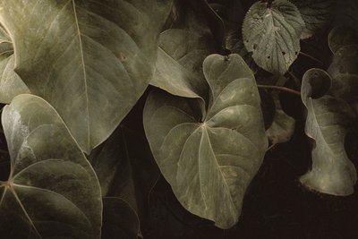  - Antonio Schubert