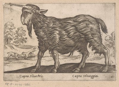 Chèvre avec une corne (Dieren en fabelwezens, Nova raccolta de li animali piu curiosi del mondo) - Antonio Tempesta