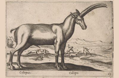 Geitachtige - Antonio Tempesta