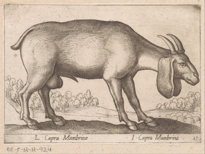 Chèvre Mambrina - Antonio Tempesta