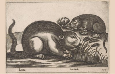 Deux rats musqués (Lonx / Lonza) (Animaux et créatures fabuleuses) (Nova raccolta de li animali piu curiosi del mondo) - Antonio Tempesta