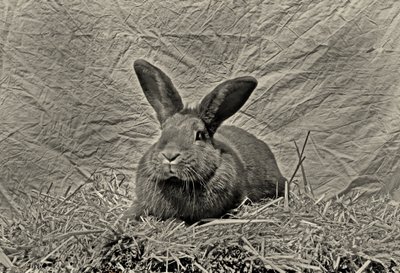 Au revoir Durer - Antonius Antonius