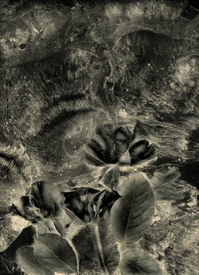 roses mono - Antonius Antonius