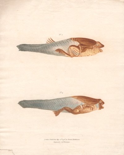 N° 3 et 4 dans les 8 étapes de croissance de la grenouille du Surinam - Archibald Robertson