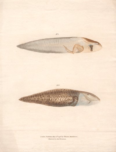 N° 5 et N° 6 dans les 8 stades de croissance de la grenouille du Surinam - Archibald Robertson