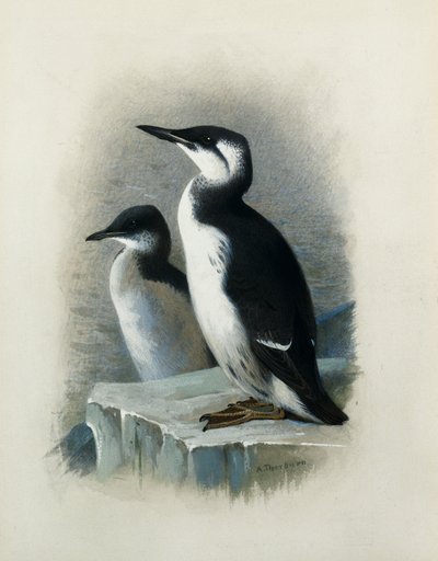 Un Guillemot de Brünnich - Archibald Thorburn