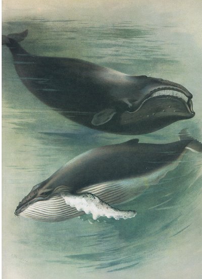 Baleine blanche de l