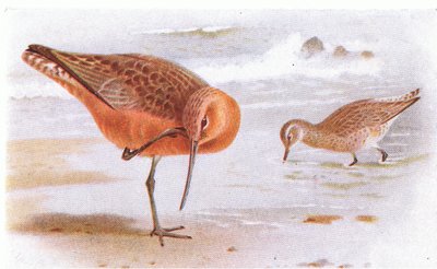 Barge rousse, de Birds of the British Isles and Their Eggs publié par Frederick Warne & Co Ltd, 1958 - Archibald Thorburn