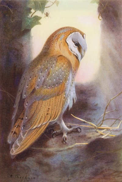 Chouette effraie - Archibald Thorburn