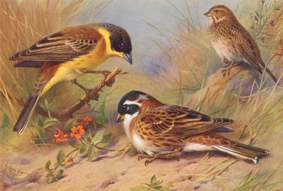 Bruant à tête noire, Bruant proyer, Bruant rustique - Archibald Thorburn