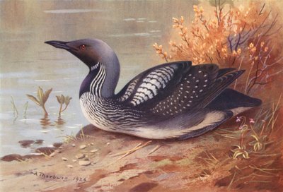 Plongeon Arctique - Archibald Thorburn