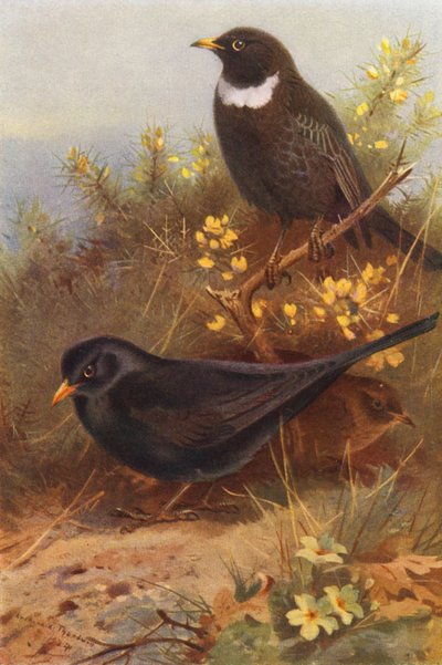 Merle noir (mâle et femelle), Merle à plastron - Archibald Thorburn
