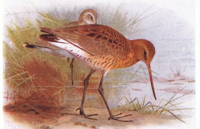 Barge à queue noire, de Birds of the British Isles and Their Eggs publié par Frederick Warne & Co Ltd, 1958 - Archibald Thorburn