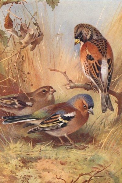 Pinson du Nord, Pinson des arbres (mâle et femelle) - Archibald Thorburn