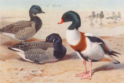 Bernache cravant, Tadorne de Belon - Archibald Thorburn
