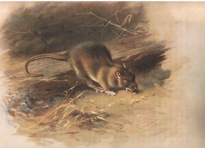 Rat brun, de Mammifères de Thorburn publié par Longmans et Co, vers 1920 - Archibald Thorburn