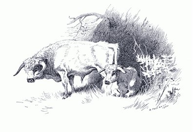 Bétail, de Mammifères de Thorburn publié par Longmans and Co, c. 1920 - Archibald Thorburn