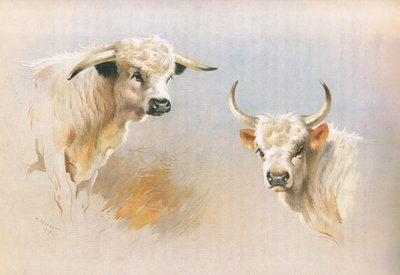 Taureau de Chartley et taureau de Chillingham, de Mammifères de Thorburn publié par Longmans and Co - Archibald Thorburn