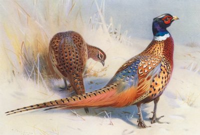 Faisan à collier chinois (mâle et femelle) - Archibald Thorburn