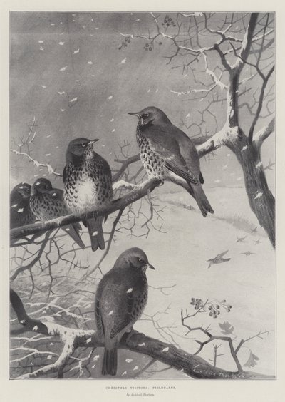 Visiteurs de Noël, Grives - Archibald Thorburn