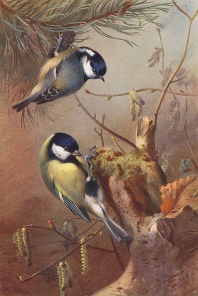 Mésange charbonnière, Mésange nonnette - Archibald Thorburn