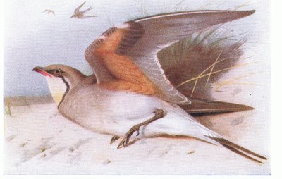 Pratincole à Collier, d