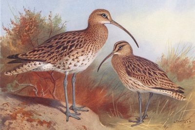 Courlis cendré, Courlis corlieu - Archibald Thorburn