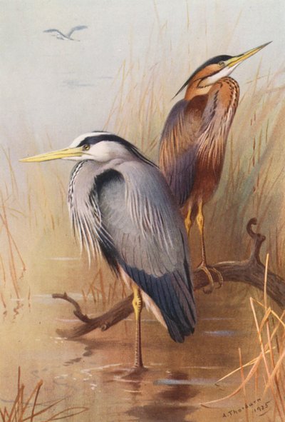 Héron commun, Héron pourpré - Archibald Thorburn