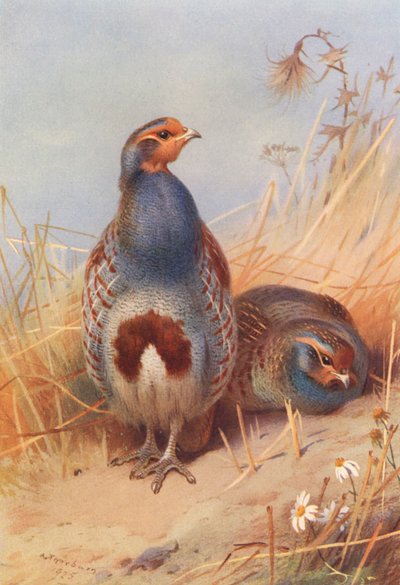 Perdrix grise (mâle et femelle) - Archibald Thorburn