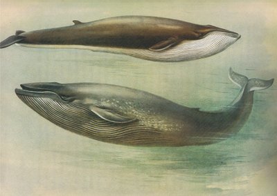 Rorqual commun, rorqual de Sibbald ou baleine bleue, de Mammifères de Thorburn publié par Longmans et Co, vers 1920 - Archibald Thorburn