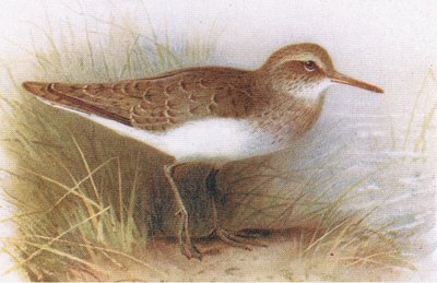 Chevalier guignette, de Birds of the British Isles and Their Eggs publié par Frederick Warne & Co Ltd, 1958 - Archibald Thorburn