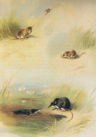 Musaraigne commune, musaraigne pygmée et musaraigne aquatique, de Mammifères de Thorburn publié par Longmans et Co, vers 1920 - Archibald Thorburn