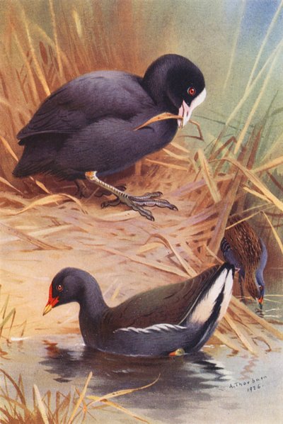 Foulque macroule, Râle de Baillon - Archibald Thorburn
