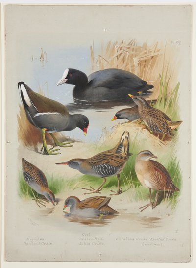 Foulque, poule d