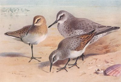 Bécasseau Cocorli (immature, automne), Bécasseau Maubèche (hiver), Bécasseau Variable (hiver) - Archibald Thorburn