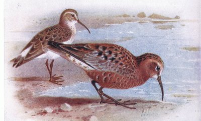 Bécasseau cocorli, de Birds of the British Isles and Their Eggs publié par Frederick Warne & Co Ltd, 1958 - Archibald Thorburn