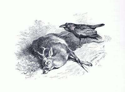 Cerf mort et corbeau, de Thorburn