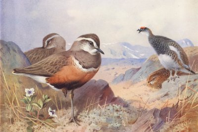 Pluvier guignard, Lagopède (mâle et femelle, été) - Archibald Thorburn