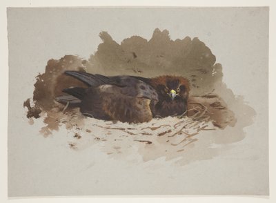 Aigle sur un nid, vers 1915 - Archibald Thorburn
