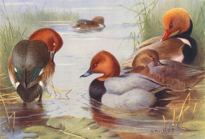 Fuligule nyroca (mâle et femelle), Fuligule milouin (mâle et femelle), Nette rousse - Archibald Thorburn