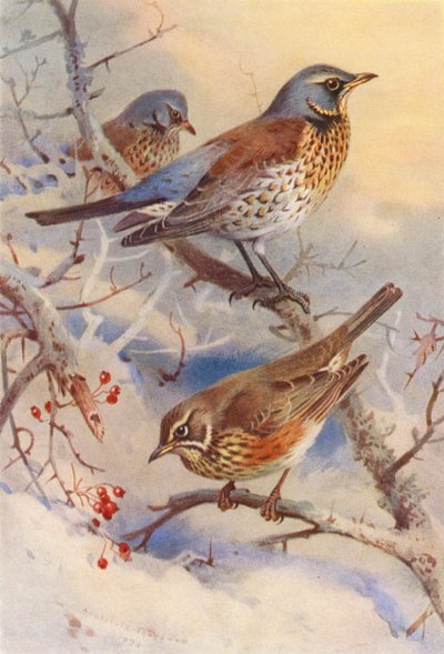 Grive litorne, Grive mauvis - Archibald Thorburn
