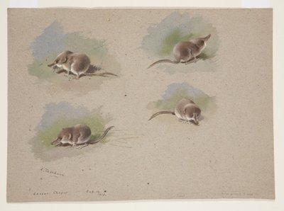 Quatre vignettes de musaraigne, c.1915 - Archibald Thorburn